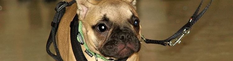 Kleinhundetraining ab 05.06.2019, 4 Einheiten Kleinhundetraining ab 05.06.2019, 4 Einheiten