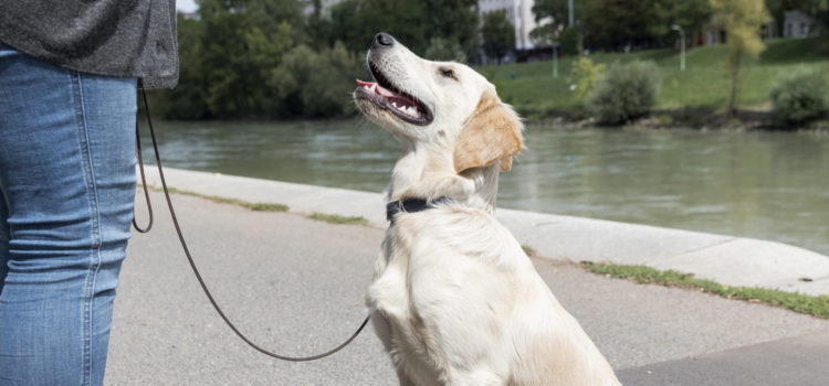 Bindung und Beziehung zum Hund verbessern im Hundezentrum Wien