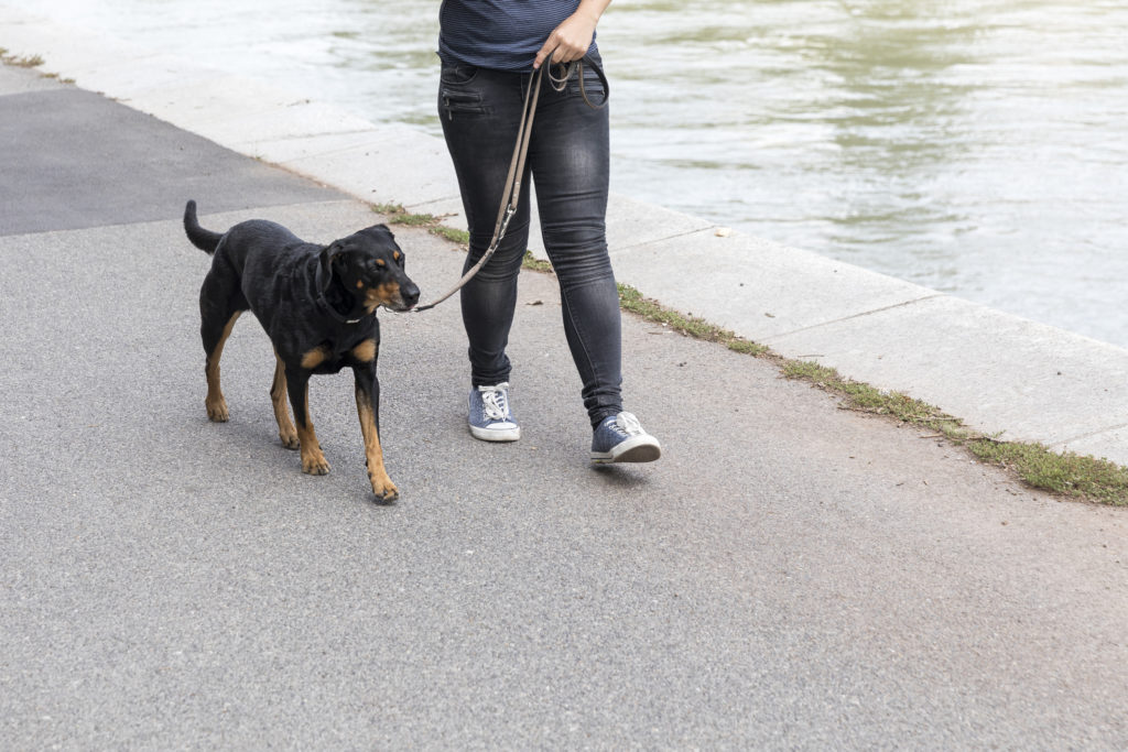 Grunderziehungskurs für Hund jeden Alters in der Hundeschule Hundezentrum Wien
