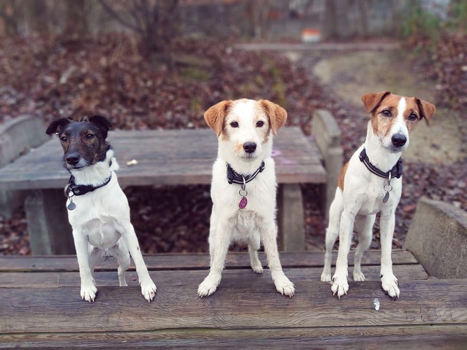 Fox Terrier und Parson Russell Hunde, Beschäftigungskurse in der Hundeschule im Hundezentrum Wien