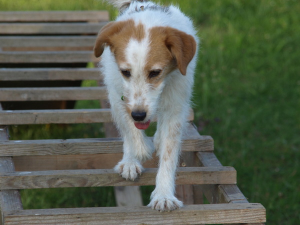 Impulskontrolle bei der Parson Russell Terrier Hündin in der Hundeschule Hundezentrum Wien