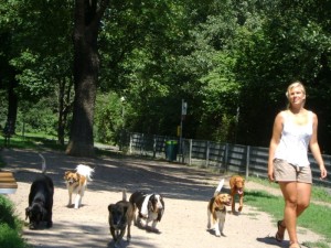 Social Walk im Hundezentrum Wien