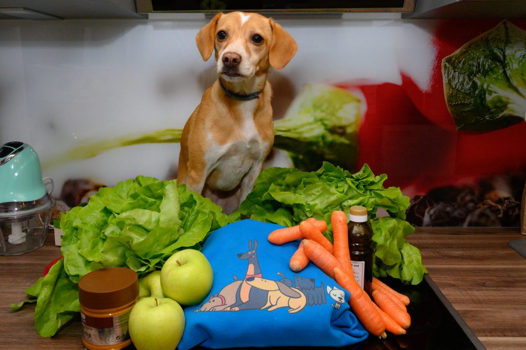 das richtige Hundefutter für Deinen Hund