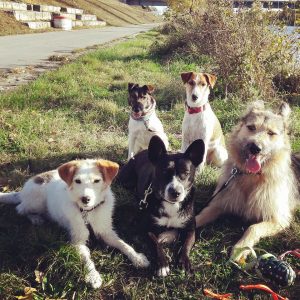 Hunde Erziehungskurse in der Hundeschule Hundezentrum Wien