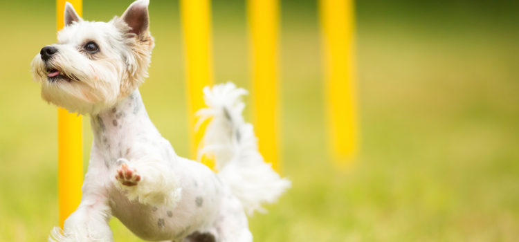 Hundezentrum Wien Com Hundebetreuung Hundeschule Hundegesundheit
