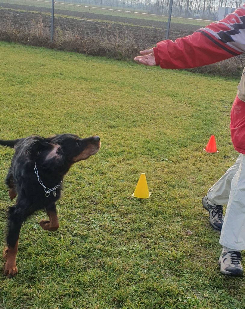 Longieren Training