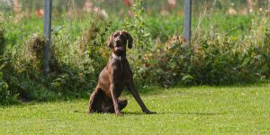 Alltagsfit 2 mit Deutsch Kurzhaar Hündin Fee