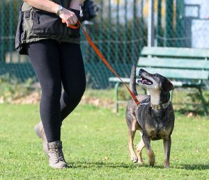 Einzeltraining in der Hundeschule Hundezentrum 1030 Wien
