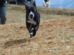 Der richtige und zuverlässige Rückruf des Hundes in der Hundeschule Hundezentrum Wien