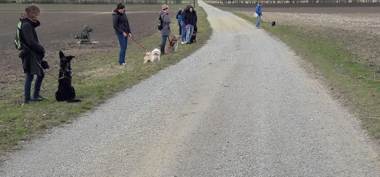 Hunde Social Walk