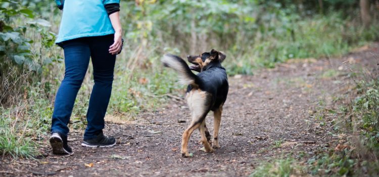 Hundetraining in Einklang mit den aktuellen Covid-19 Maßnahmen! Hundetraining in Einklang mit den aktuellen Covid-19 Maßnahmen!