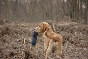 Dummy Training