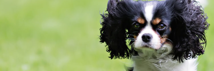 Train the Brain, Montags 18:30-19:30 Uhr Sicherer Rückruf Hundetraining im Hundezentrum Wien