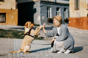 Mensch und Hund, eine einzigartige Beziehung!