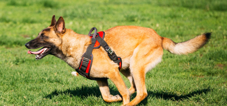 Sicheren Rückruf mit Hund trainieren im Hundezentrum Wien